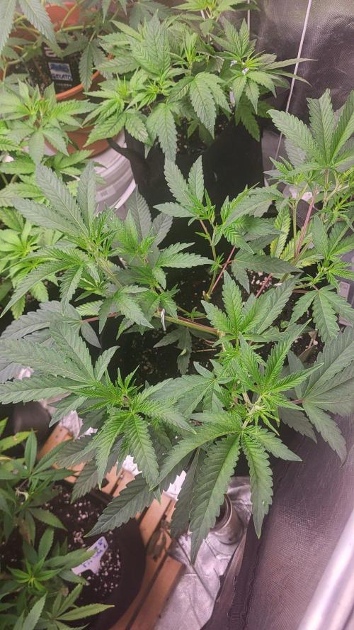 Jelly Donutz clone v clone. Week 5 - 💚🌱
