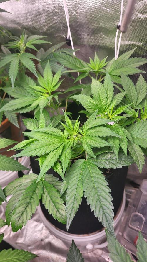 OG Kush huba seed bank 2. run back up. Week 5 - 💚🌱