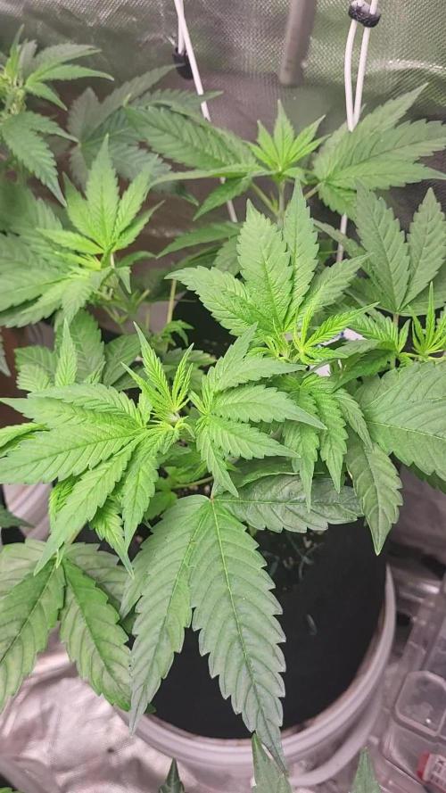 OG Kush huba seed bank 2. run back up