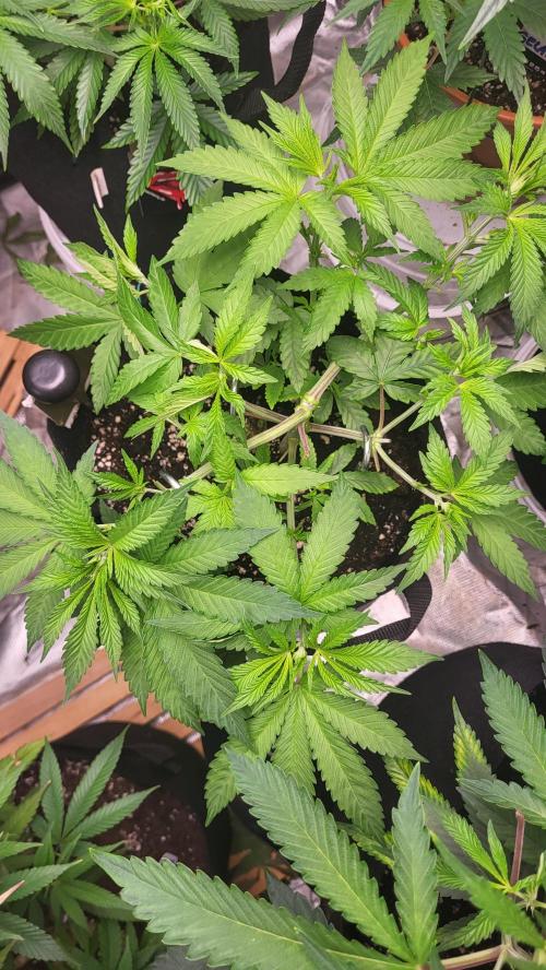 Great White Kush Huba Seed Bank. Week 5 - Sehr schön geworden 
