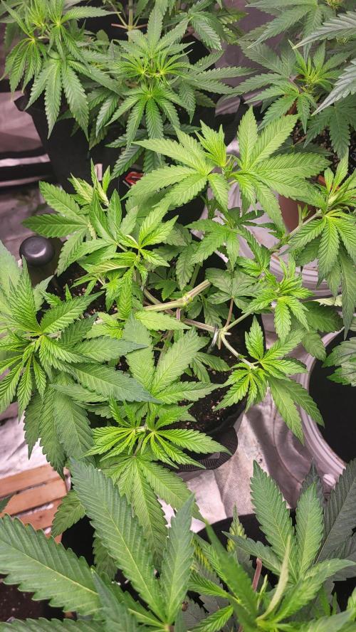 Great White Kush Huba Seed Bank. Week 5 - 💚🌱