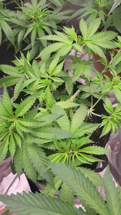 Great White Kush Huba Seed Bank