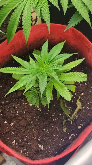 Comment by Growmigos photo #2