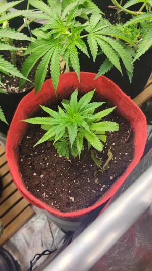 Comment by Growmigos photo #3