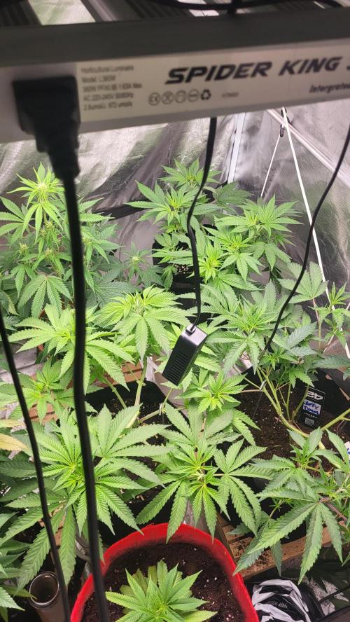 OG Kush huba seed bank 2. run back up. Week 5 - 🌱💚