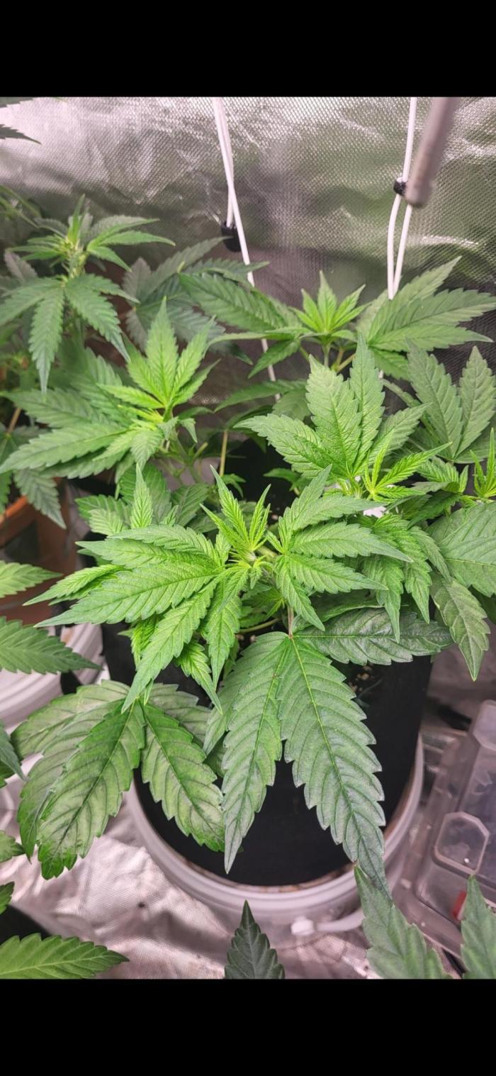 Great White Kush Huba Seed Bank. Week 5 - 💚🌱nach dem lst