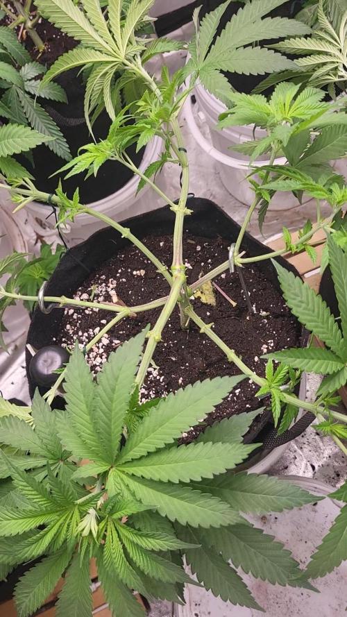 OG Kush huba seed bank 2. run back up. Week 6 - Ein paar tage virher💚🌱