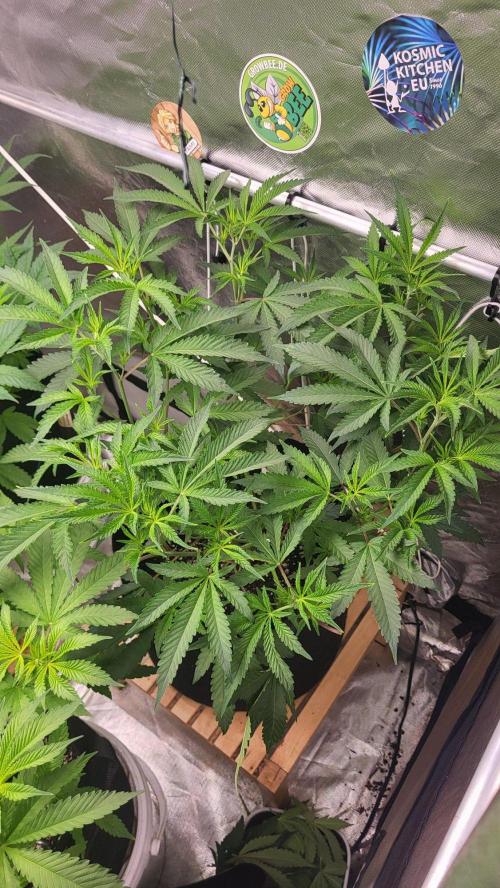 Jelly Donutz clone v clone. Week 6 - 💚🌱