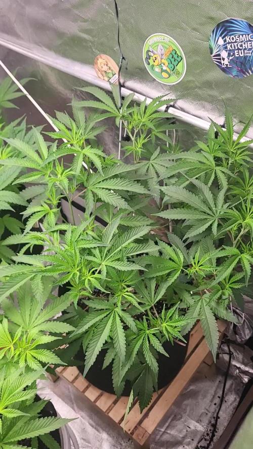 Jelly Donutz clone v clone