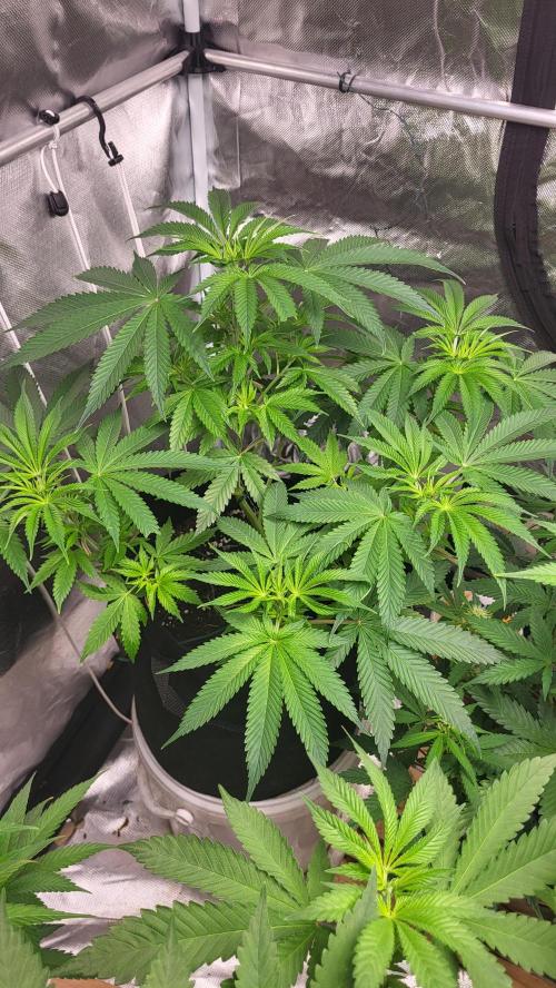 be cherry: Mystery Mary jane Berlin  26". Week 6 - 💚🌱Super vital
