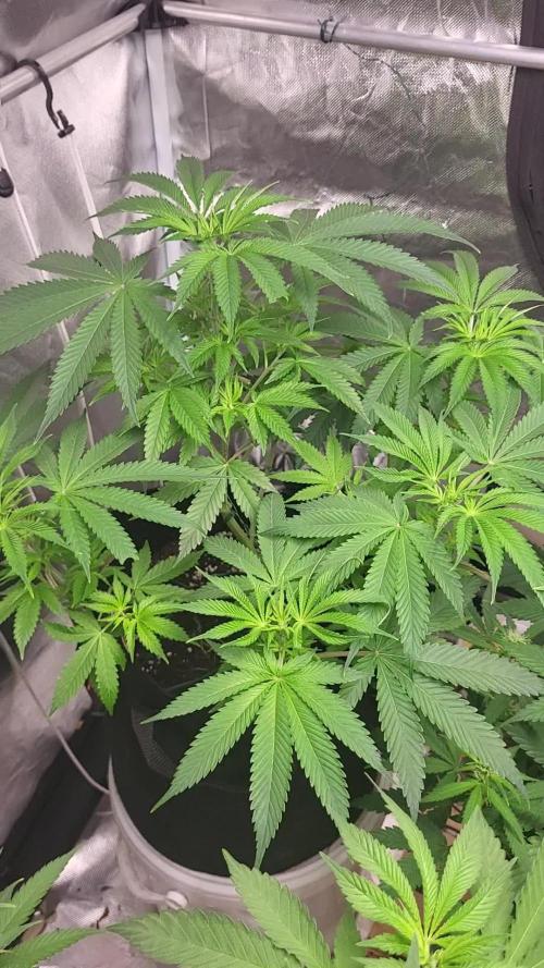 be cherry: Mystery Mary jane Berlin 26"
