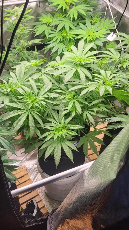 OG Kush huba seed bank 2. run back up. Week 7 - 💚🌱