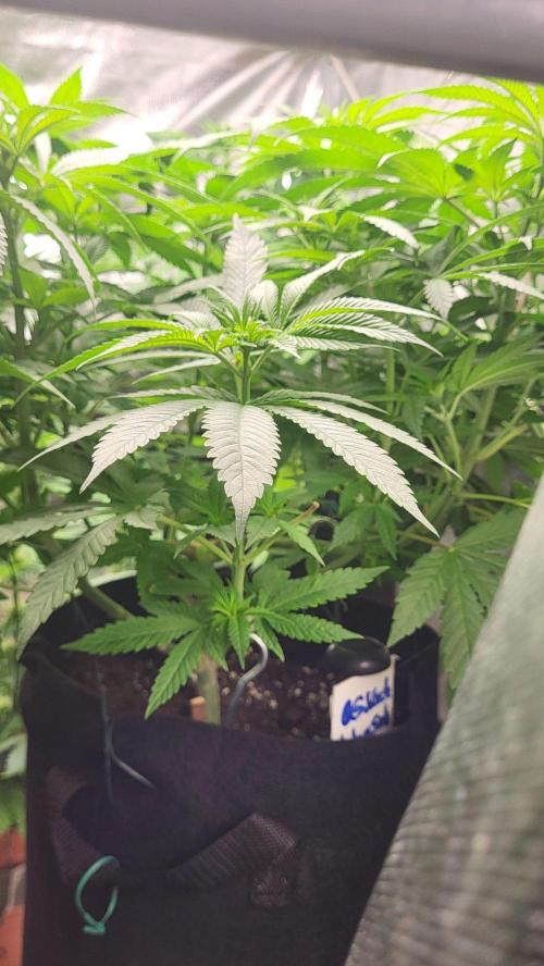 OG Kush huba seed bank 2. run back up. Week 7 - Strotzt vor vitalität