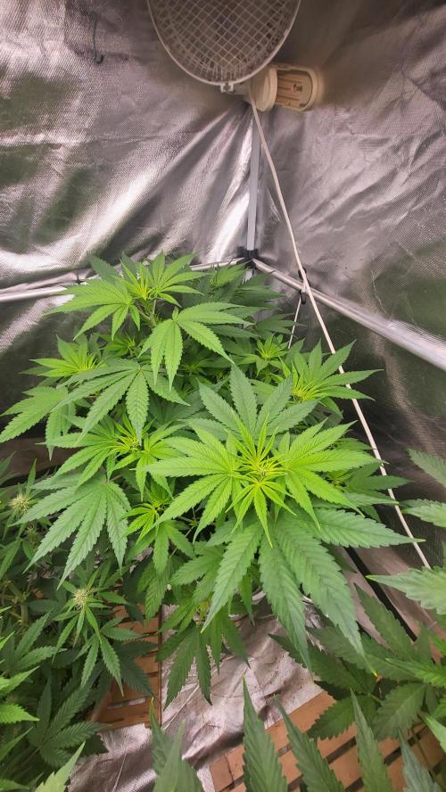 Great White Kush Huba Seed Bank. Week 7 - Blödes💚🌱 licht,bald gibts bessere bilder