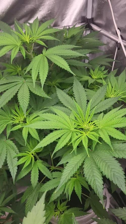Great White Kush Huba Seed Bank