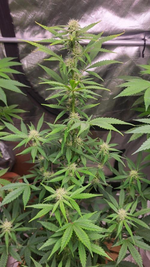 Gelato Auto fast buds. Week 7 - Fängt an frosty zu werden