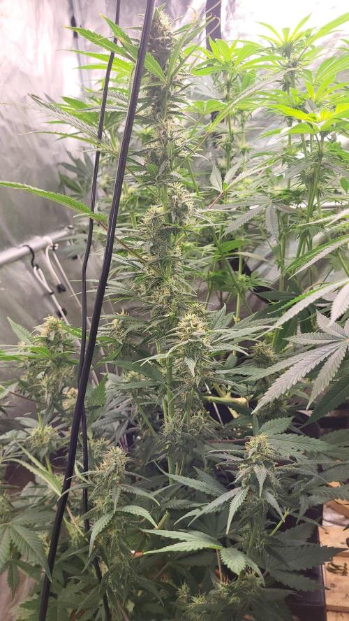 Gelato Auto fast buds. Week 9 - 🌱💚