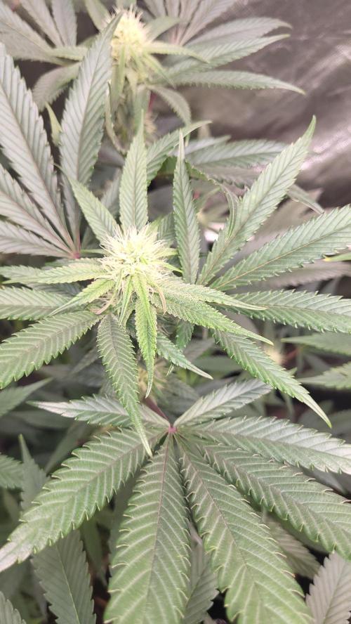 Grape Milchshake × Bannana punch Gastown. Week 20 - 💚🌱