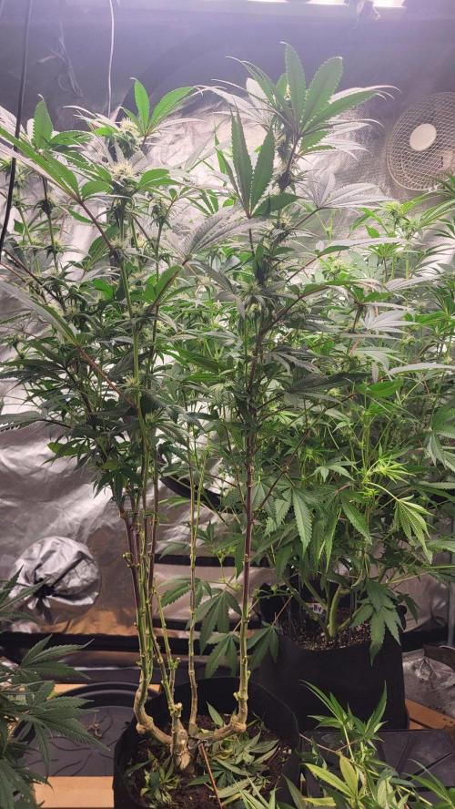 Grape Milchshake × Bannana punch Gastown. Week 20 - Gellolipopt und defoliert🌱🌱🌱
