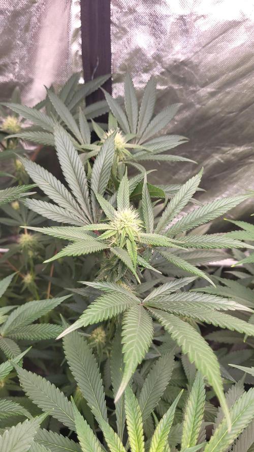 Grape Milchshake × Bannana punch Gastown. Week 20 - Die Blätter stehen fast im 45 crad Winkel zur led🌱💚