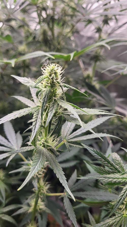 Great White Kush Huba Seed Bank. Week 11 - Typisch sativa