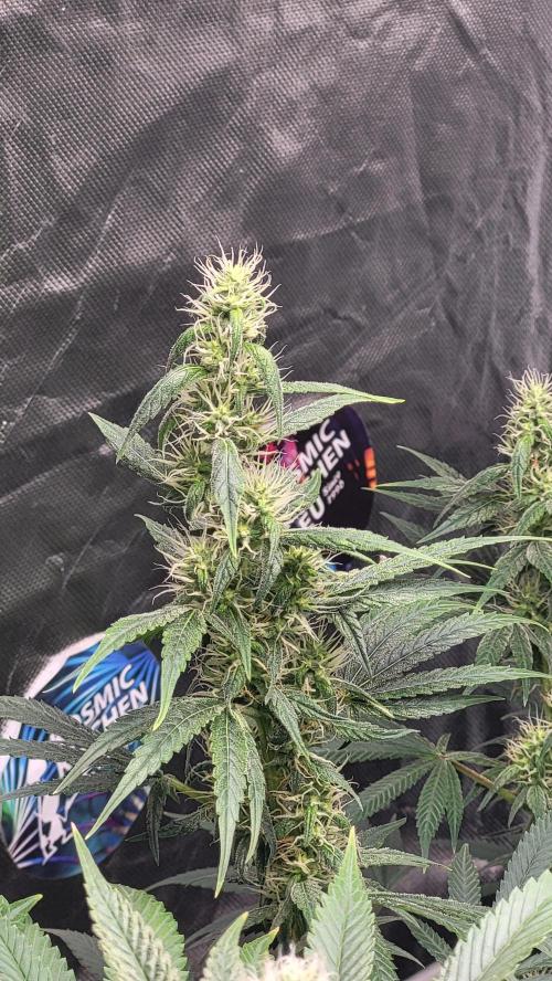 Great White Kush Huba Seed Bank. Week 12 - 💚