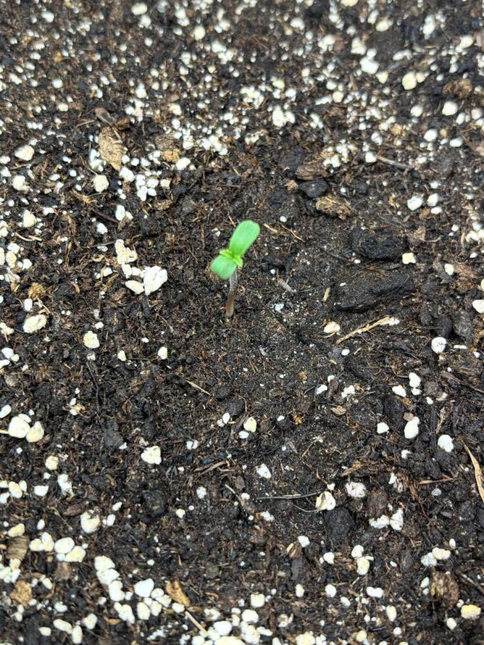 Cherry Cola Autoflower by Barney's Farm. Week 0 - Ist ein Tag alt wir schauen was aus der kleinen Lady werden kann 
