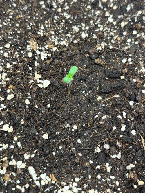Cherry Cola Auto. Week 0