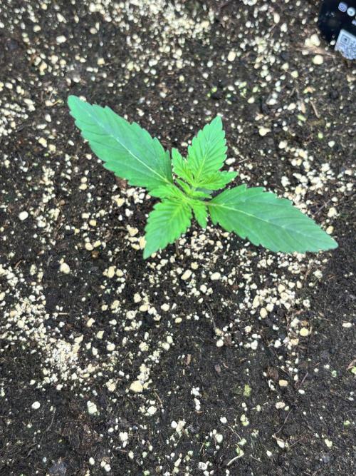 Cherry Cola Autoflower by Barney's Farm. Week 1 - Eine Woche alt und keine Probleme alles TipTop
