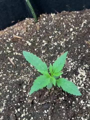 Cherry Cola Autoflower by Barney's Farm