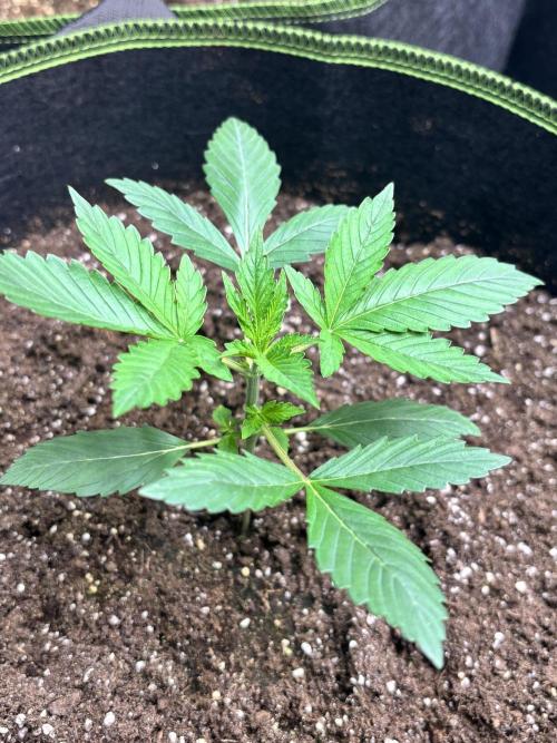 Cherry Cola Autoflower by Barney's Farm. Week 2 - Bin weiter einfach sehr zufrieden erste Runde mit Barney's Farm 
