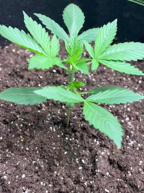 Cherry Cola Autoflower by Barney's Farm