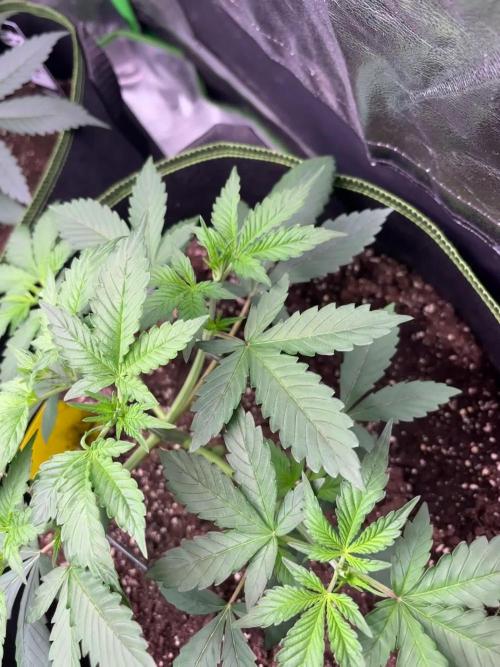 Cherry Cola Autoflower by Barney's Farm