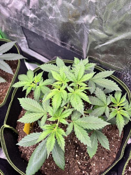 Cherry Cola Auto. Week 3