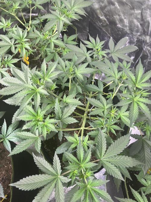 Cherry Cola Autoflower by Barney's Farm. Week 4