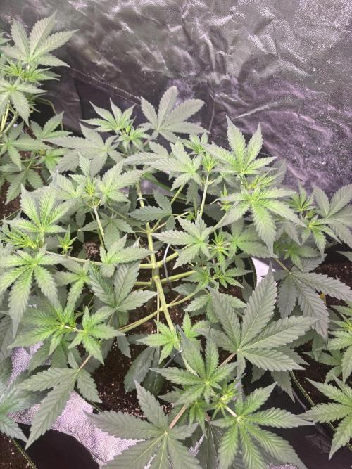 Cherry Cola Autoflower by Barney's Farm. Week 4