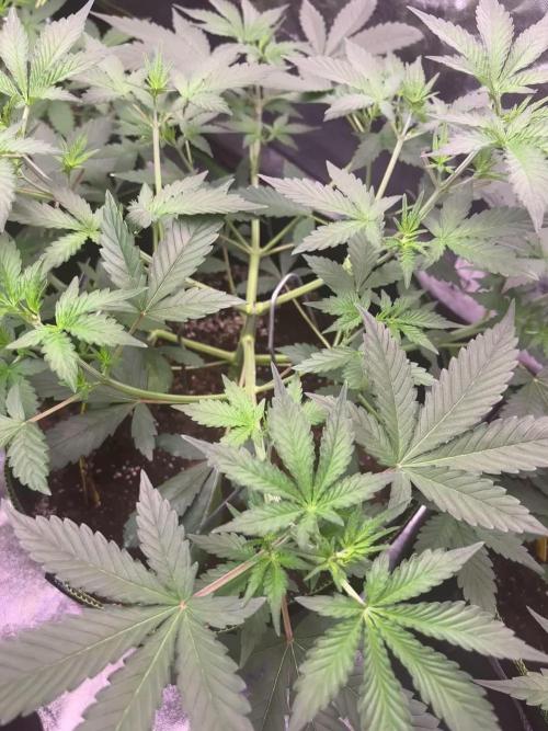 Cherry Cola Autoflower by Barney's Farm