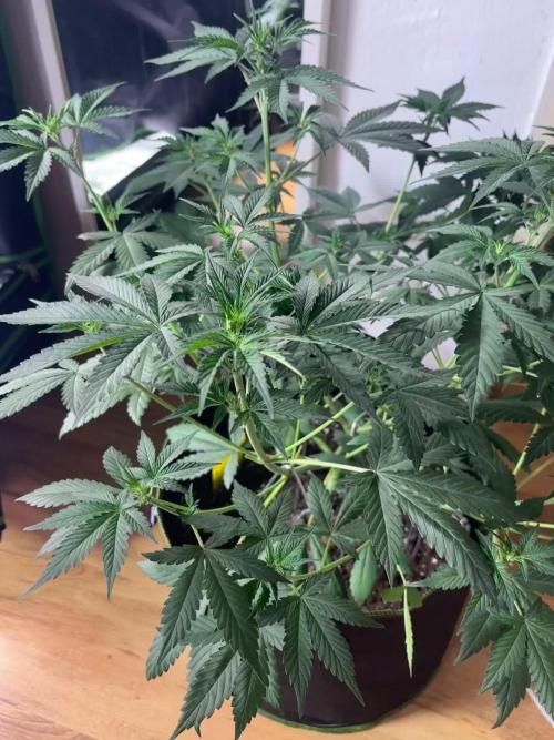 Cherry Cola Autoflower by Barney's Farm