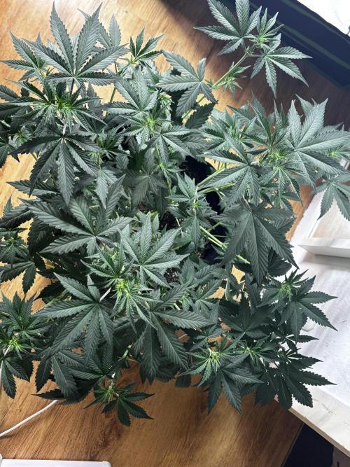 Cherry Cola Autoflower by Barney's Farm. Week 5 - Denke, brauch ich nicht viel zu sagen läuft für mich perfekt. 