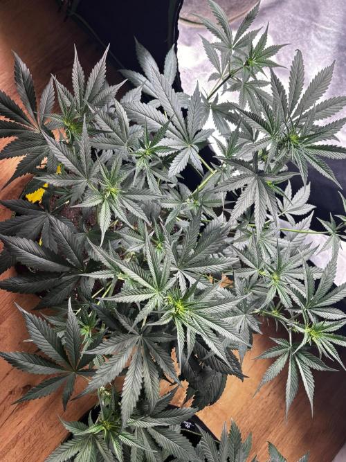 Cherry Cola Autoflower by Barney's Farm. Week 5