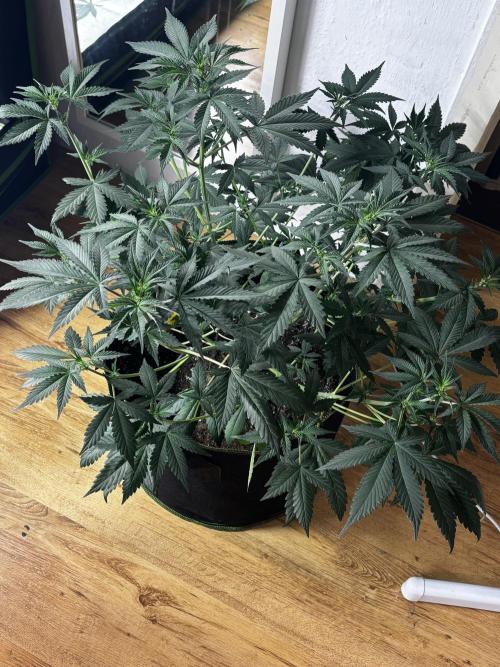 Cherry Cola Autoflower by Barney's Farm. Week 5