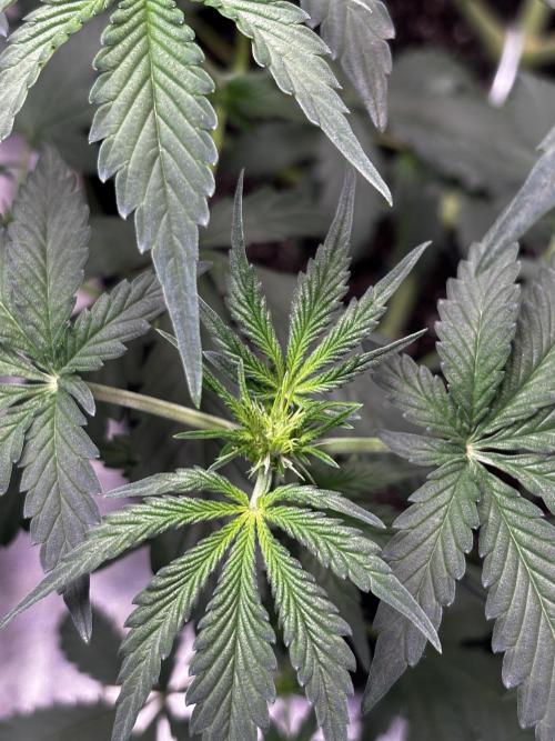 Cherry Cola Autoflower by Barney's Farm. Week 5