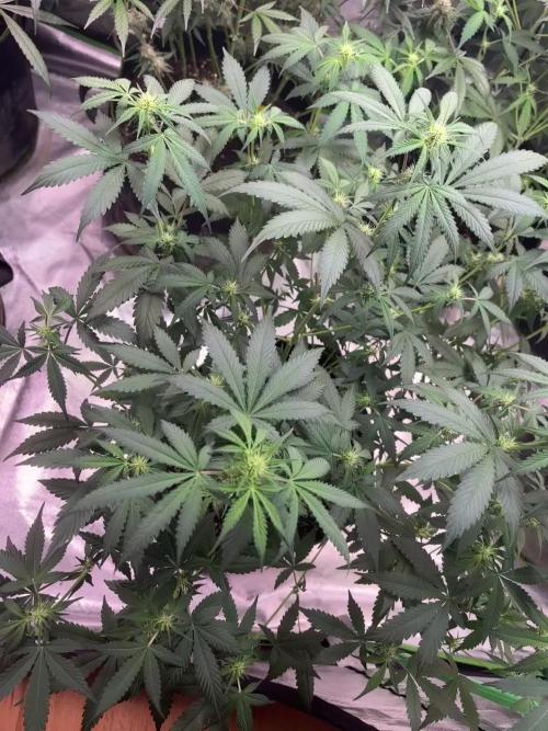 Cherry Cola Autoflower by Barney's Farm