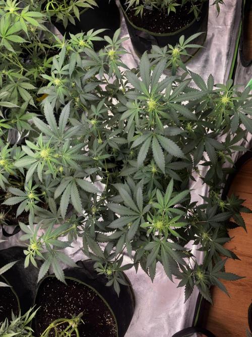 Cherry Cola Autoflower by Barney's Farm. Week 6