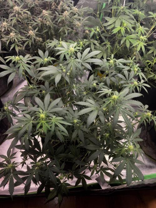 Cherry Cola Autoflower by Barney's Farm. Week 6
