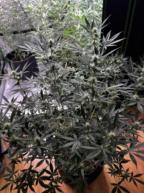 Cherry Cola Autoflower by Barney's Farm. Week 7 - 
Also ich kann einfach nur sagen, die Pflanze will richtig keinerlei Probleme 