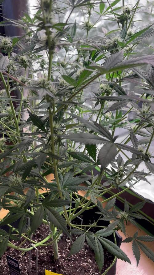 Cherry Cola Autoflower by Barney's Farm