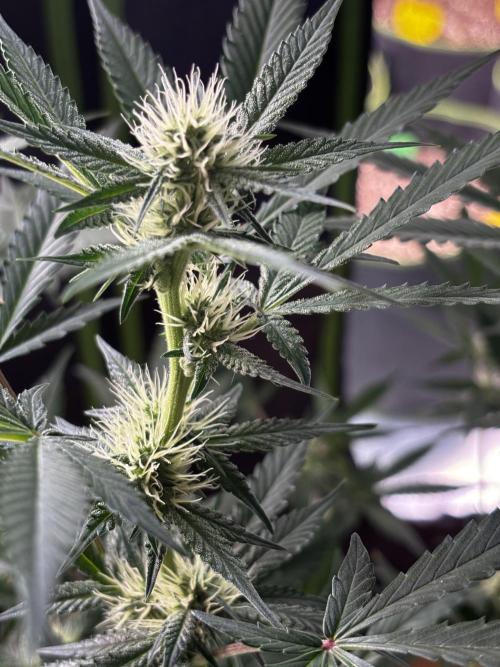 Cherry Cola Autoflower by Barney's Farm. Week 7 - Pisteln Bilden sich super