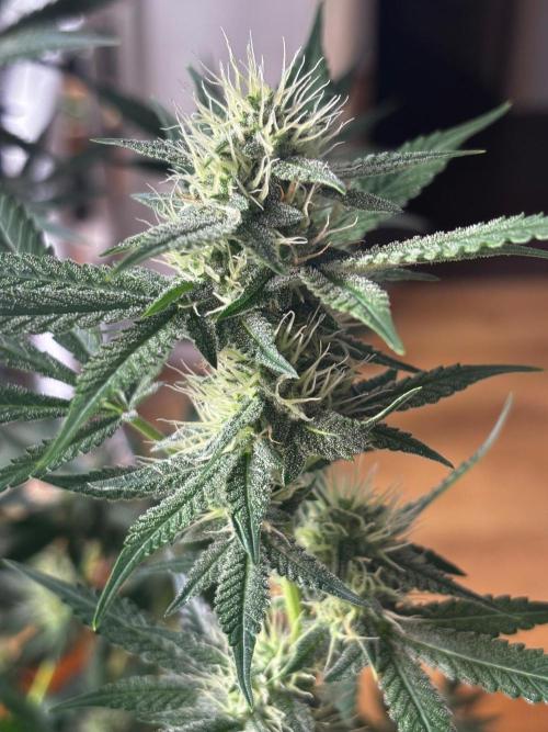 Cherry Cola Autoflower by Barney's Farm. Week 8