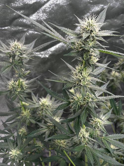 Cherry Cola Autoflower by Barney's Farm. Week 8